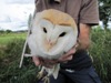 Barn owl